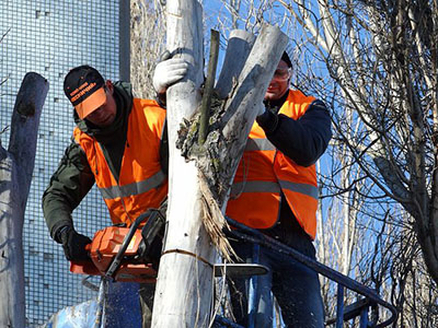 Tree surgeon