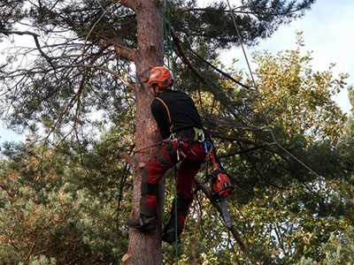 Tree pruning